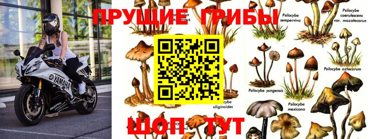 Псилоцибиновые грибы Psilocybine cubensis  даркнет сайт  Вход с VPN  Одинцово  Галлюциногенные грибы MAGIC MUSHROOMS 